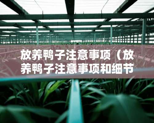 放养鸭子注意事项（放养鸭子注意事项和细节）