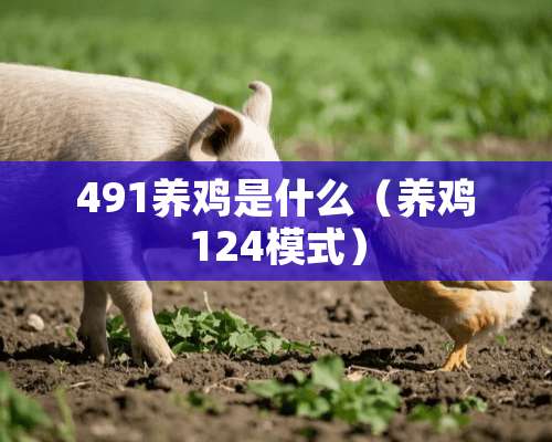 491养鸡是什么（养鸡124模式）