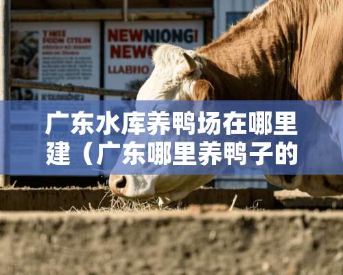 广东水库养鸭场在哪里建（广东哪里养鸭子的最多）