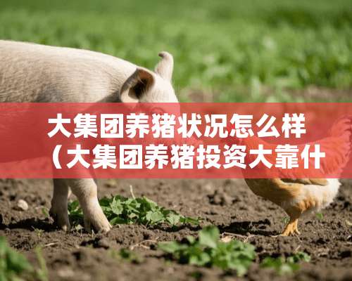 大集团养猪状况怎么样（大集团养猪投资大靠什么赚钱）