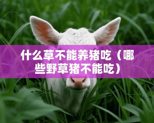 什么草不能养猪吃（哪些野草猪不能吃）