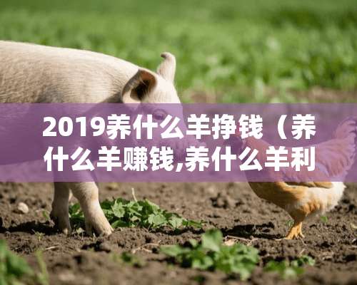 2019养什么羊挣钱（养什么羊赚钱,养什么羊利润高）