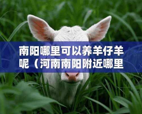 南阳哪里可以养羊仔羊呢（河南南阳附近哪里有养羊的）