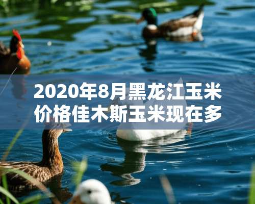 2020年8月黑龙江玉米价格佳木斯玉米现在多少钱1斤？