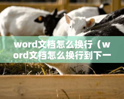 word文档怎么换行（word文档怎么换行到下一页）