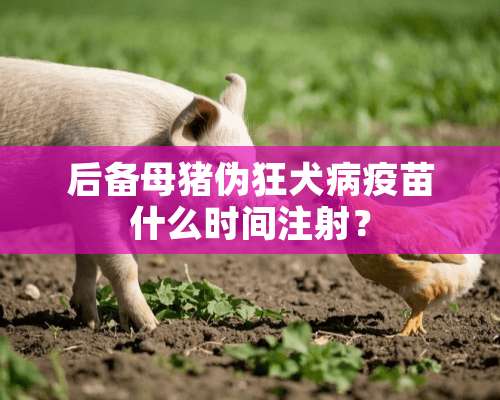 后备母猪伪狂犬病疫苗什么时间注射？