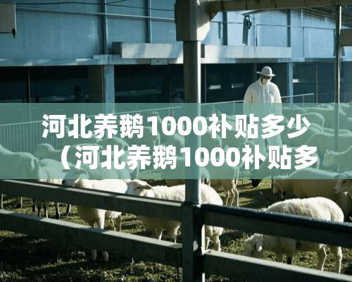 河北养鹅1000补贴多少（河北养鹅1000补贴多少钱一天）