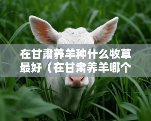 在甘肃养羊种什么牧草最好（在甘肃养羊哪个品种好）