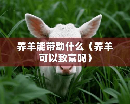 养羊能带动什么（养羊可以致富吗）