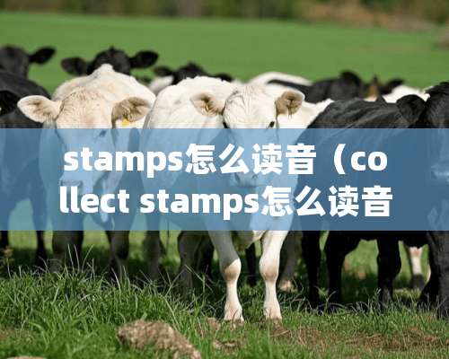 stamps怎么读音（collect stamps怎么读音）