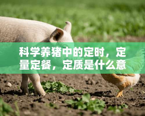 科学养猪中的定时，定量定餐，定质是什么意思