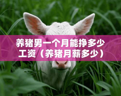 养猪男一个月能挣多少工资（养猪月薪多少）