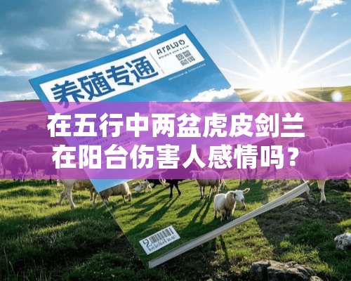 在五行中两盆虎皮剑兰在阳台伤害人感情吗？