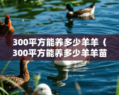 300平方能养多少羊羊（300平方能养多少羊羊苗）