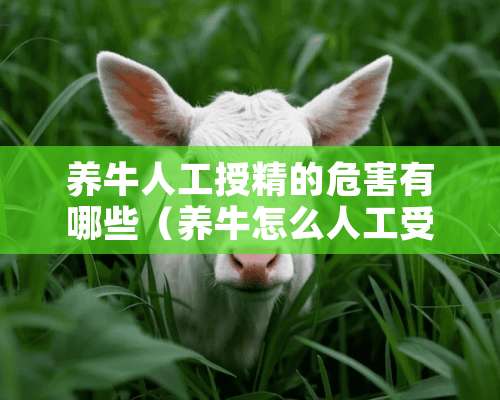 养牛人工授精的危害有哪些（养牛怎么人工受精）