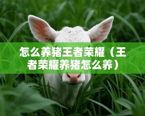 怎么养猪王者荣耀（王者荣耀养猪怎么养）