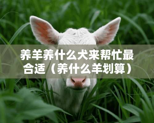 养羊养什么犬来帮忙最合适（养什么羊划算）