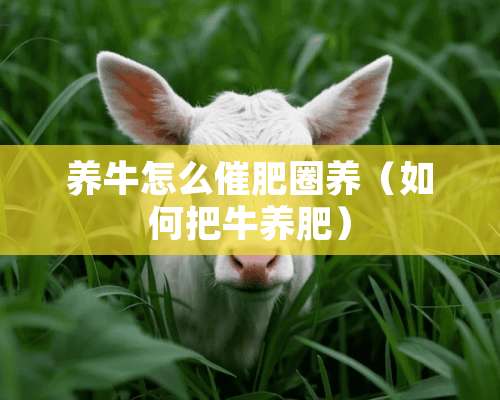 养牛怎么催肥圈养（如何把牛养肥）