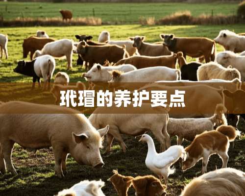 玳瑁的养护要点