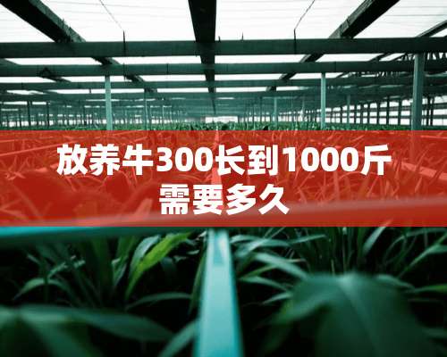 放养牛300长到1000斤需要多久