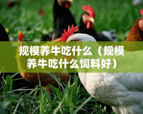 规模养牛吃什么（规模养牛吃什么饲料好）