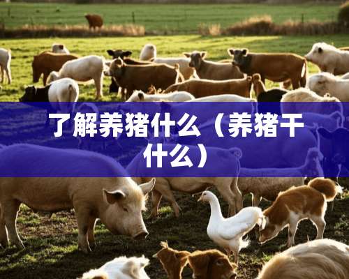 了解养猪什么（养猪干什么）