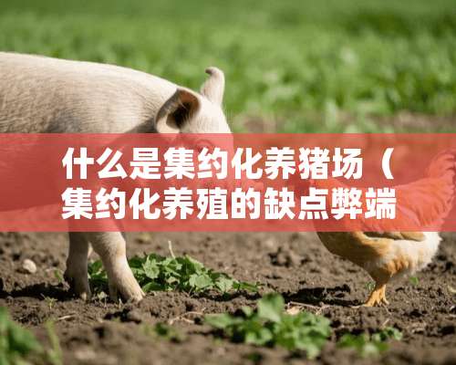 什么是集约化养猪场（集约化养殖的缺点弊端）