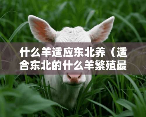 什么羊适应东北养（适合东北的什么羊繁殖最快）