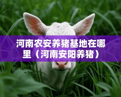 河南农安养猪基地在哪里（河南安阳养猪）