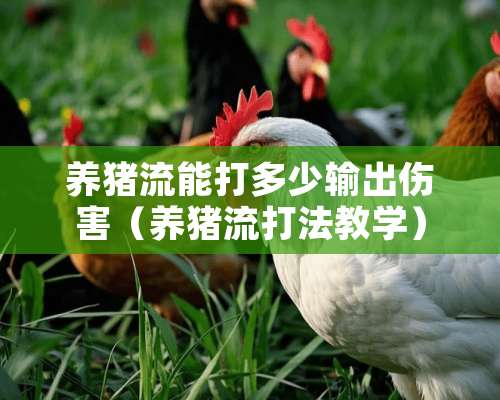 养猪流能打多少输出伤害（养猪流打法教学）