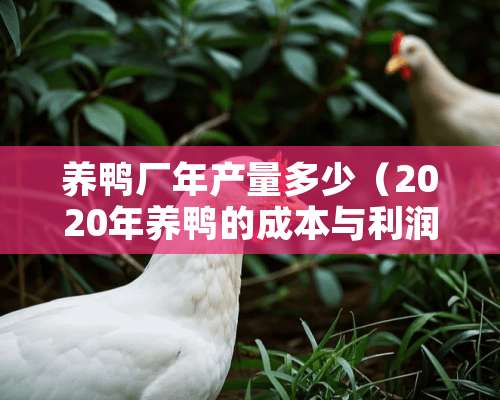 养鸭厂年产量多少（2020年养鸭的成本与利润）