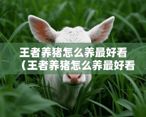 王者养猪怎么养最好看（王者养猪怎么养最好看图片）