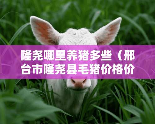 隆尧哪里养猪多些（邢台市隆尧县毛猪价格价格表）