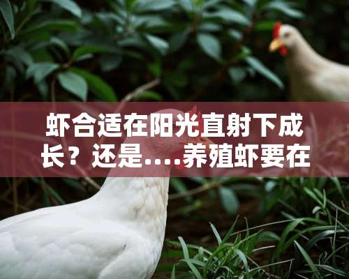 虾合适在阳光直射下成长？还是....养殖虾要在多深的水养是最好的？