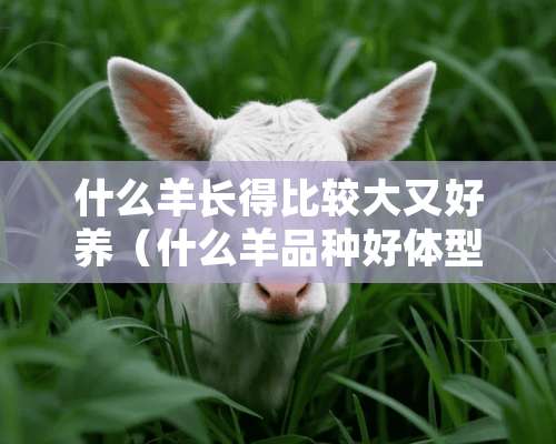 什么羊长得比较大又好养（什么羊品种好体型大生长快）