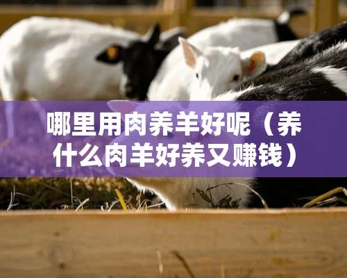 哪里用肉养羊好呢（养什么**好养又赚钱）