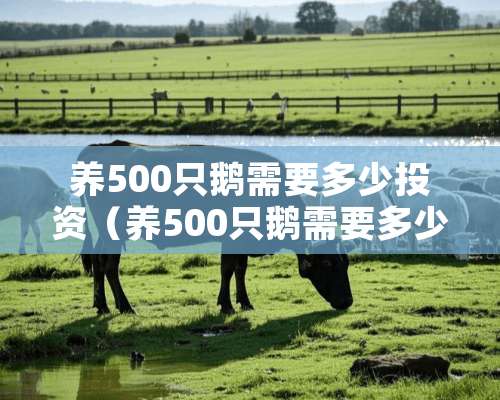 养500只鹅需要多少投资（养500只鹅需要多少投资成本）