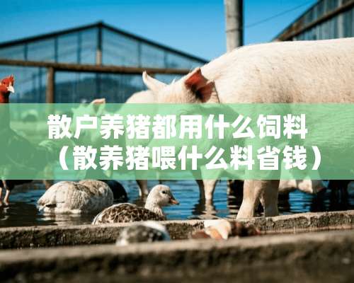 散户养猪都用什么饲料（散养猪喂什么料省钱）