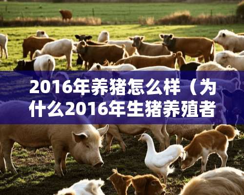 2016年养猪怎么样（为什么2016年生猪养殖者处于盈利状态）