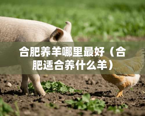 合肥养羊哪里最好（合肥适合养什么羊）