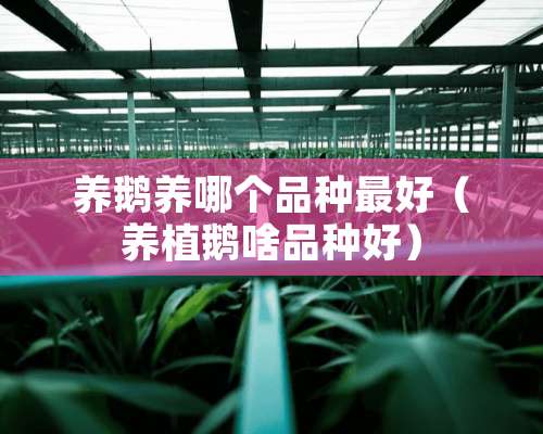 养鹅养哪个品种最好（养植鹅啥品种好）