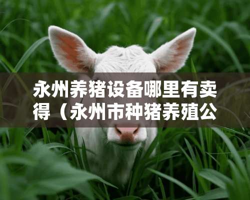 永州养猪设备哪里有卖得（永州市**养殖公司）