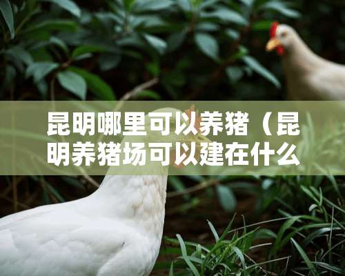 昆明哪里可以养猪（昆明养猪场可以建在什么地方）