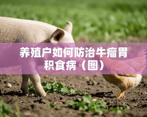 养殖户如何防治牛瘤胃积食病（图）