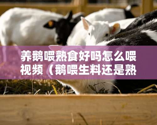 养鹅喂熟食好吗怎么喂视频（鹅喂生料还是熟料）