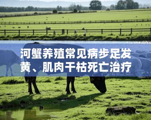 河蟹养殖常见病步足发黄、肌肉干枯死亡治疗方法