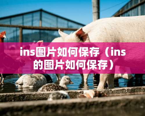 ins图片如何保存（ins的图片如何保存）