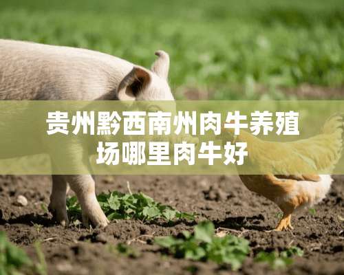 贵州黔西南州肉牛养殖场哪里肉牛好