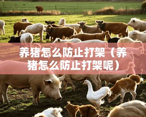 养猪怎么防止打架（养猪怎么防止打架呢）