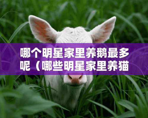 哪个明星家里养鹅最多呢（哪些明星家里养猫）